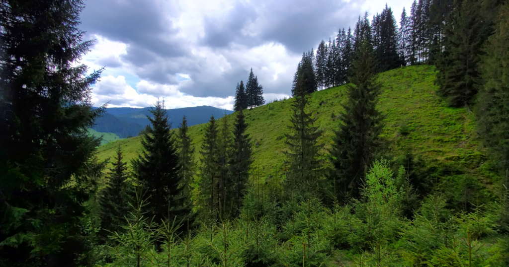 Cazare Bucovina