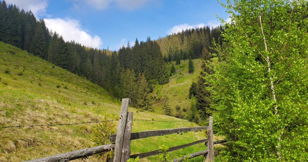 Pensiune Bucovina