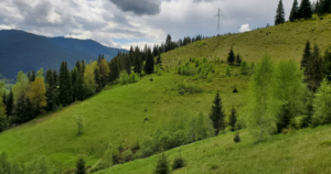 Cabane Bucovina