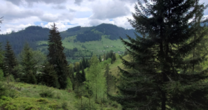 Pensiune Bucovina