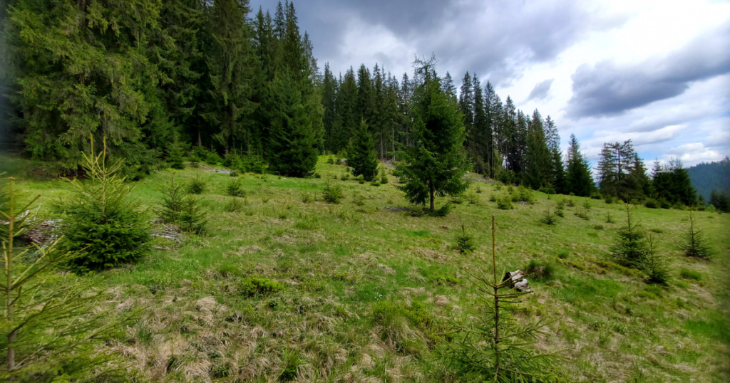 Cazare Bucovina