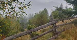 Cabane Bucovina